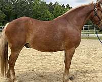 sorrel-draft-gelding