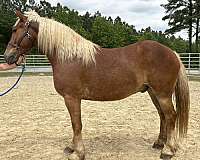 belgian-morgan-gelding