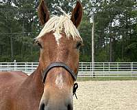 sorrel-gelding-for-sale