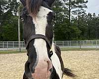 16-hand-draft-gelding