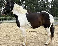 pinto-draft-gelding