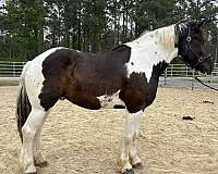 pinto-gelding-for-sale