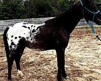 double-registered-pony-poa-pony
