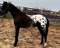 stallion-pony-poa-pony