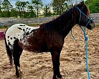 poa-usef-stallion