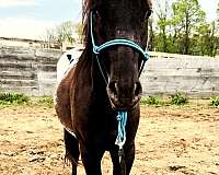 poa-usef-pony-poa-stallion