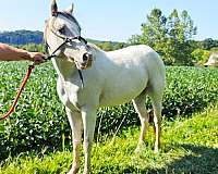 great-jumper-pony