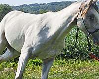 mover-pony