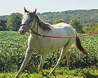 perfect-conformation-pony
