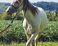 show-stopper-pony