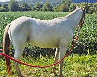 versatility-pony
