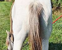 great-jumper-mare
