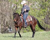 bay-roan-sock-horse