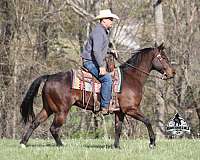 rope-quarter-horse