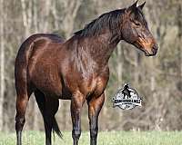 team-rope-quarter-horse