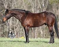 heel-quarter-horse