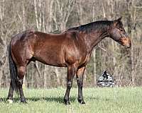 ranch-quarter-horse