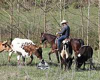 trails-quarter-horse