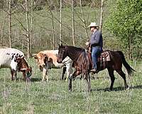 safe-quarter-horse