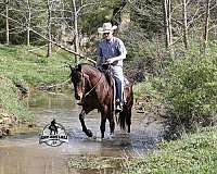 kid-safe-quarter-horse