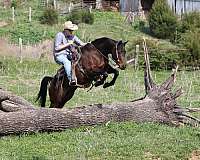 family-safe-quarter-horse
