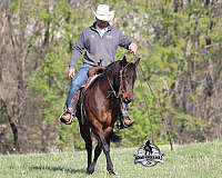 beginner-quarter-horse