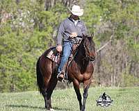 calf-roping-quarter-horse