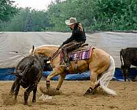 black-none-horse