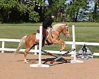 rope-quarter-horse
