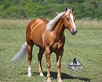 team-rope-quarter-horse