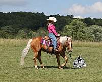 ranch-quarter-horse