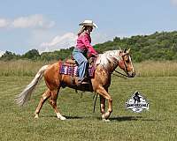 lonesome-quarter-horse