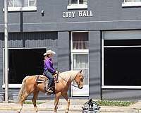 rough-trail-quarter-horse