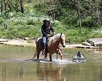 lonesome-gelding