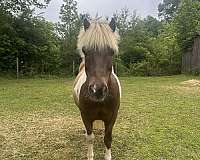 back-shetland-pony
