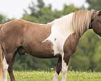 basics-shetland-pony