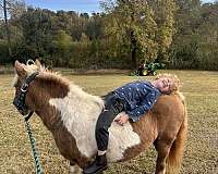 best-shetland-pony