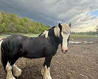 white-gelding-stallion-for-sale