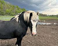 white-gelding-stallion