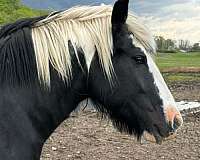 white-gvhs-gelding-stallion