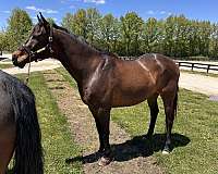 thoroughbred-gelding