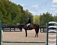 thoroughbred-horse-for-sale