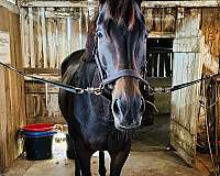 thoroughbred-horse