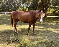 he-has-a-white-marking-on-one-of-his-back-legs-partially-face-horse
