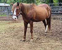 sorrel-he-has-a-white-marking-on-one-of-his-back-legs-partially-face-horse