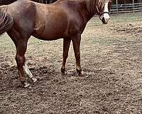 he-has-a-white-marking-on-one-of-his-back-legs-partially-face