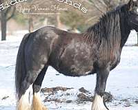 import-broodmare