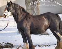 import-foal