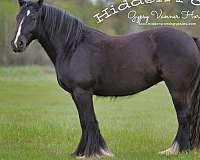 champion-stallion-morgan-horse