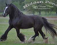 black-buckskin-morgan-stallion